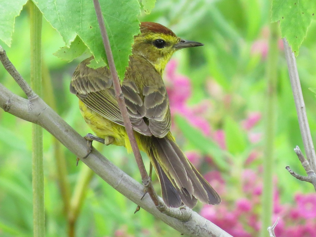 Palm Warbler - ML620801148