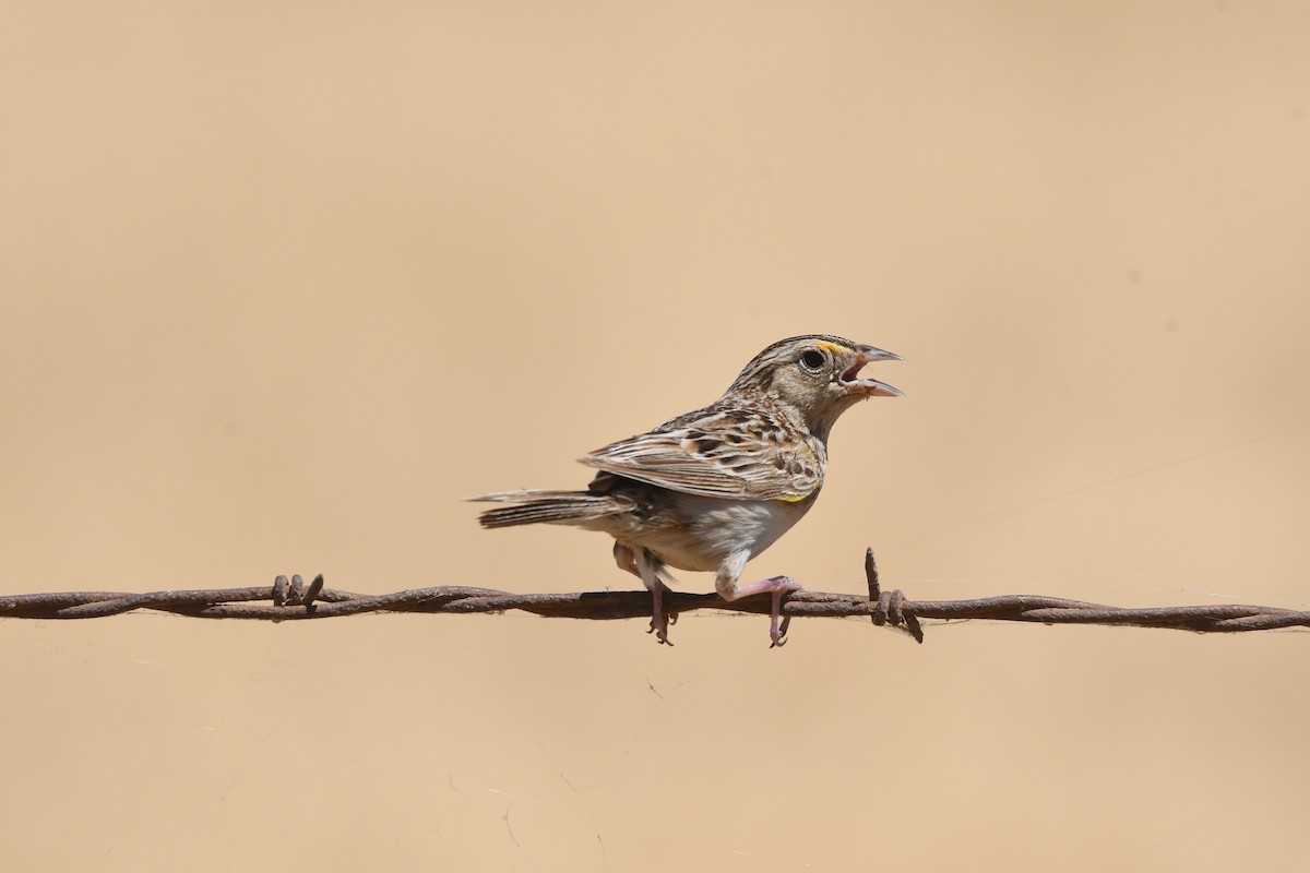 Grasshopper Sparrow - ML620801158