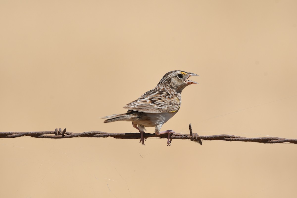 Grasshopper Sparrow - ML620801159