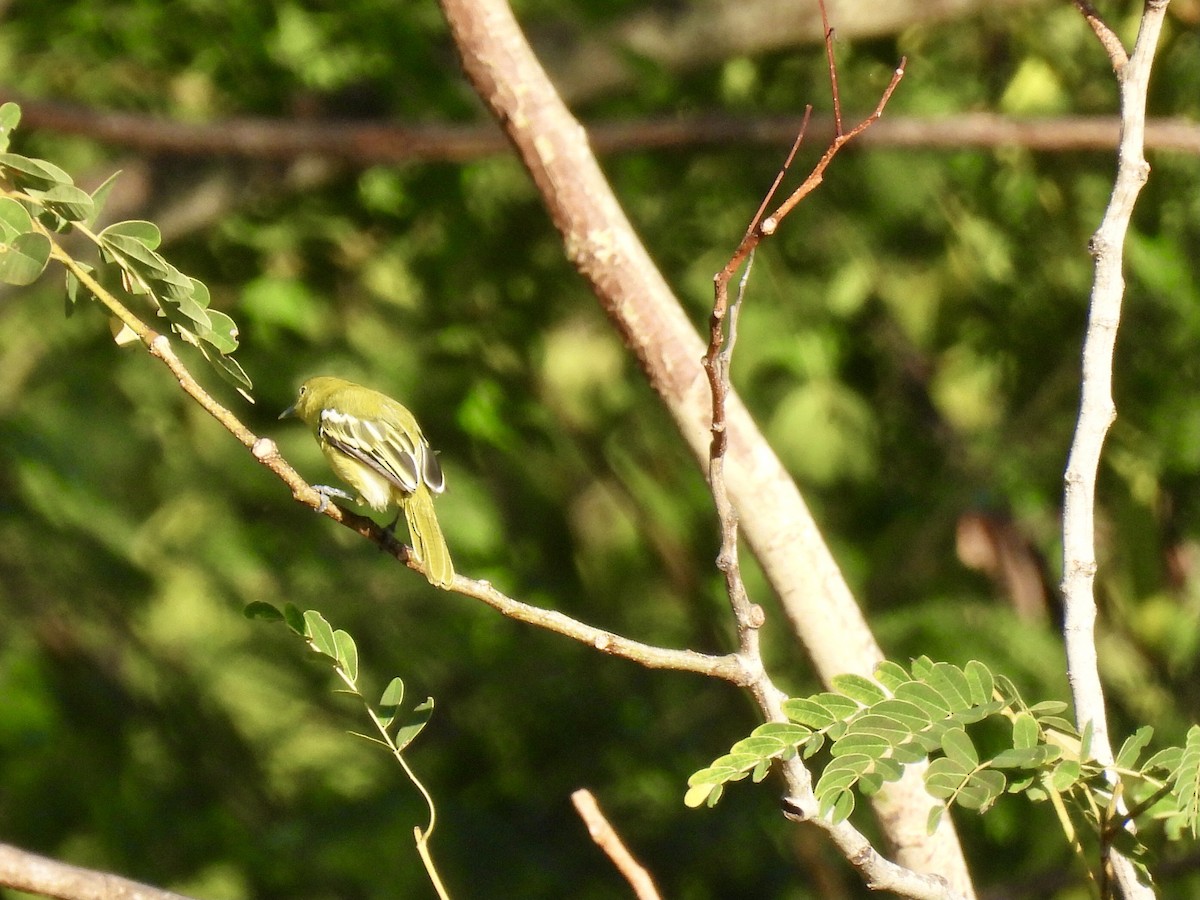 Common Iora - ML620801161