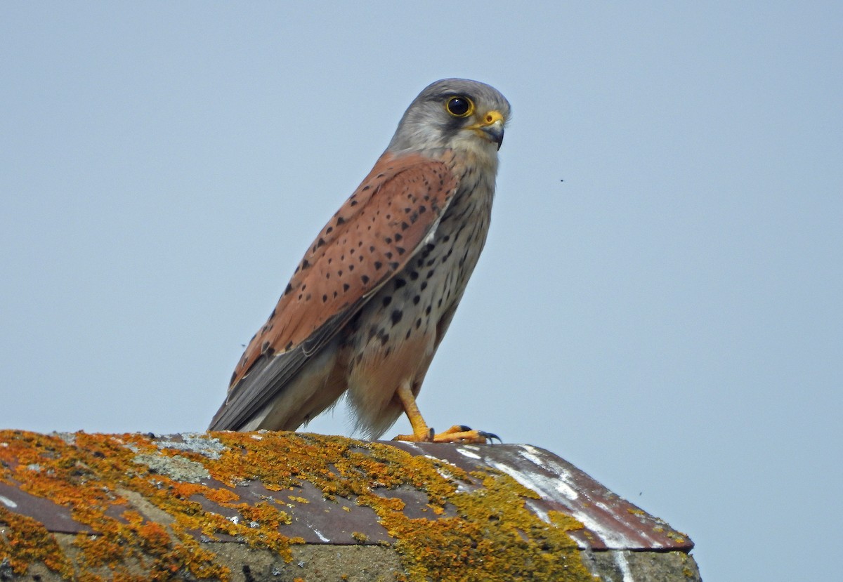 Eurasian Kestrel - ML620801165