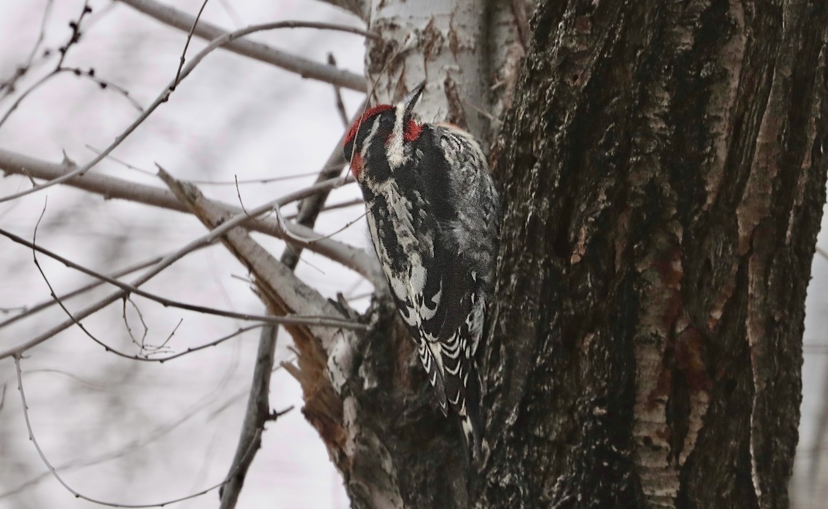 Red-naped Sapsucker - ML620801166