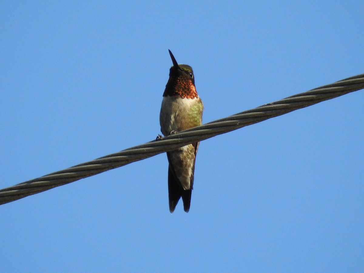 Ruby-throated Hummingbird - James Bolte