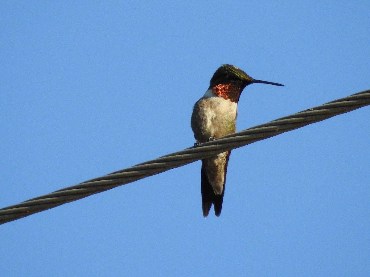 Ruby-throated Hummingbird - ML620801168