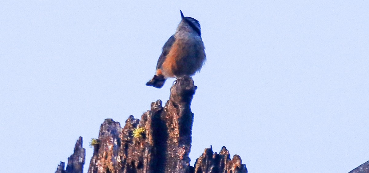 Red-breasted Nuthatch - ML620801170