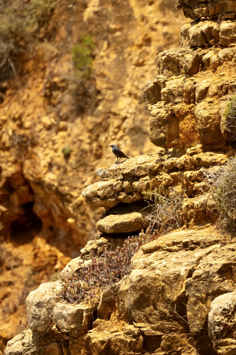 Blue Rock-Thrush - ML620801171