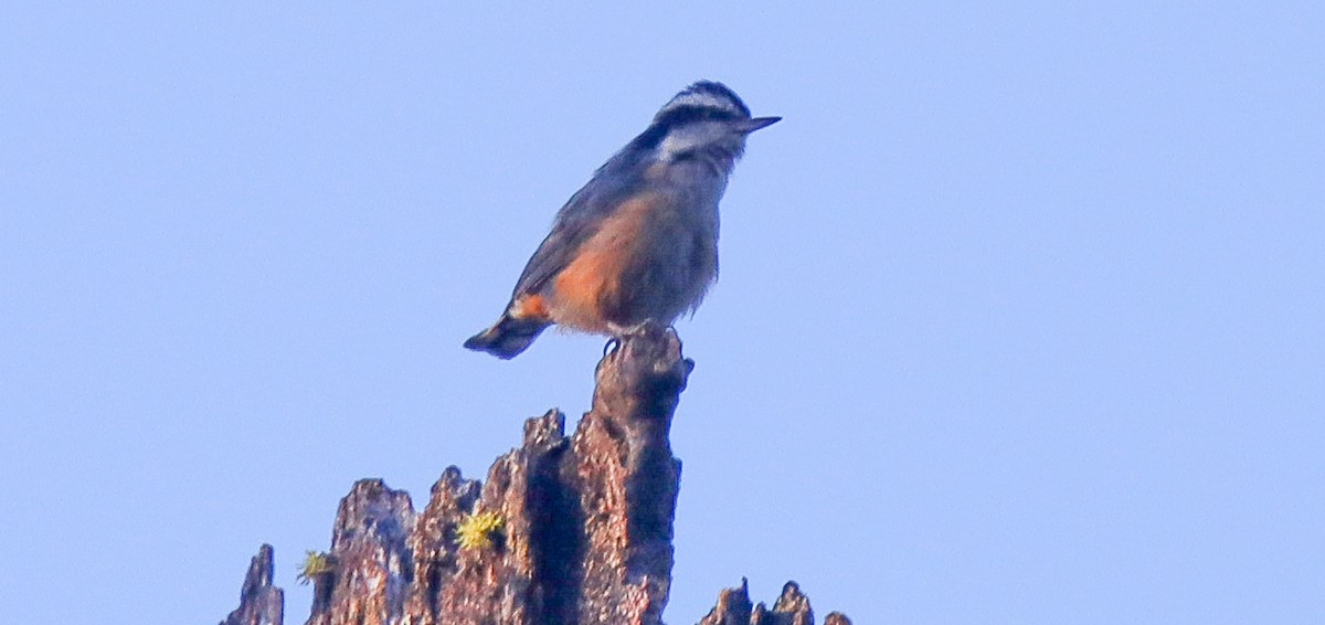 Red-breasted Nuthatch - ML620801172