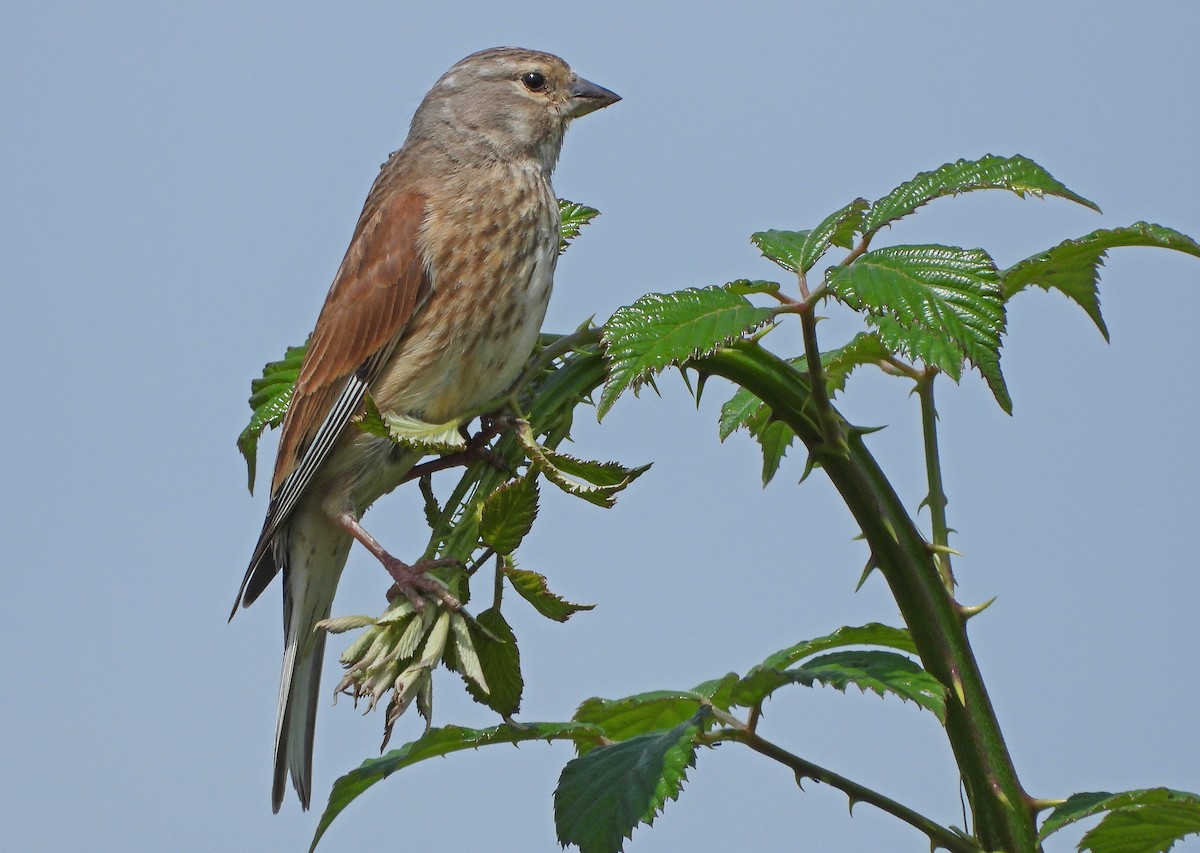 Eurasian Linnet - ML620801173