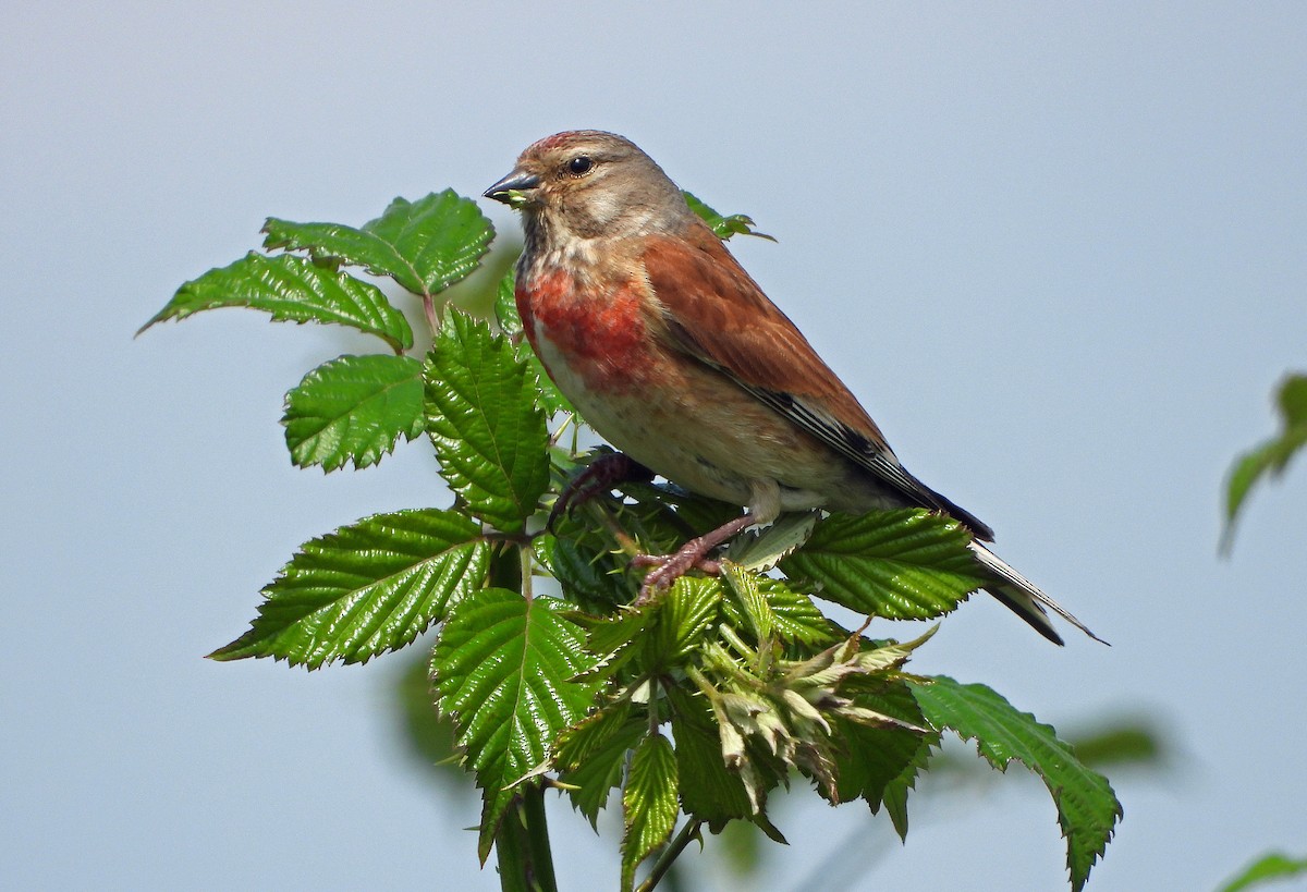 Eurasian Linnet - ML620801174