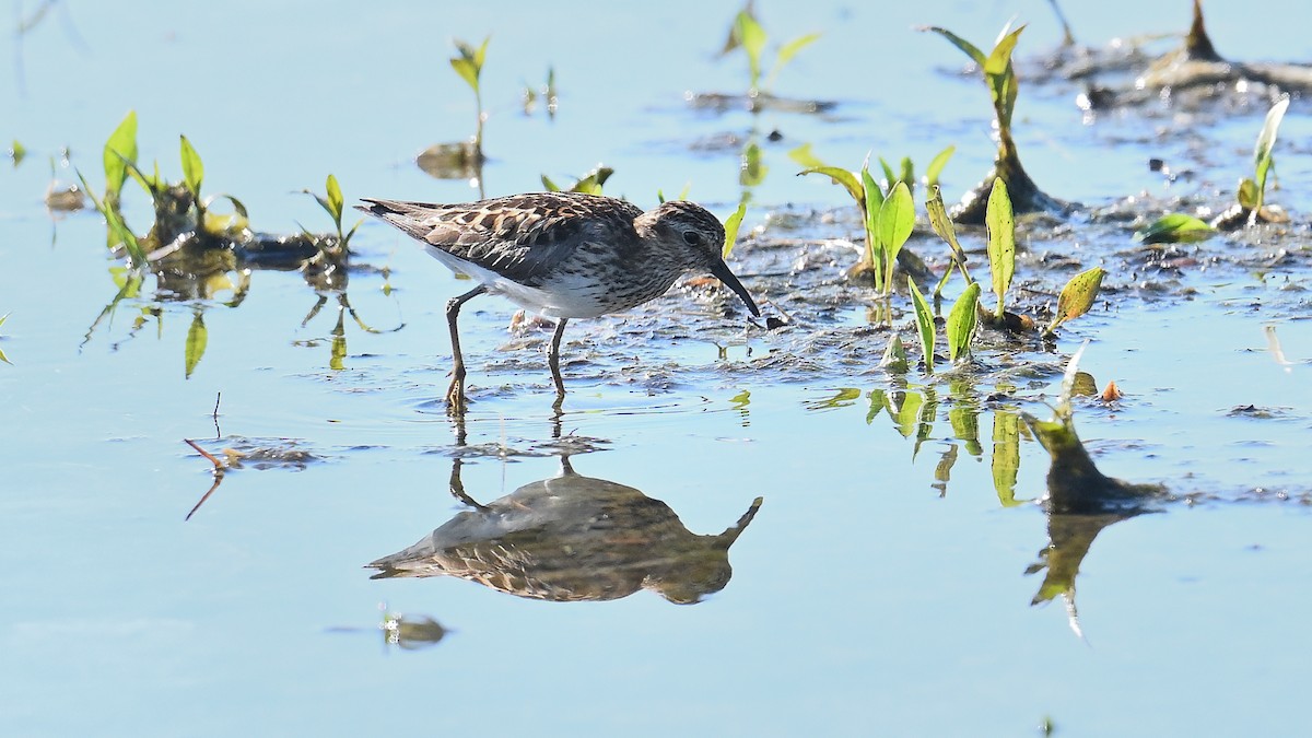 Least Sandpiper - ML620801175