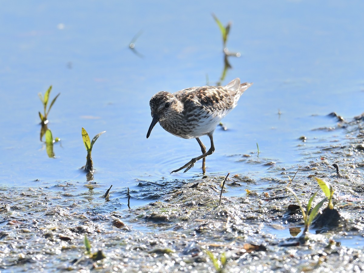 Least Sandpiper - ML620801176