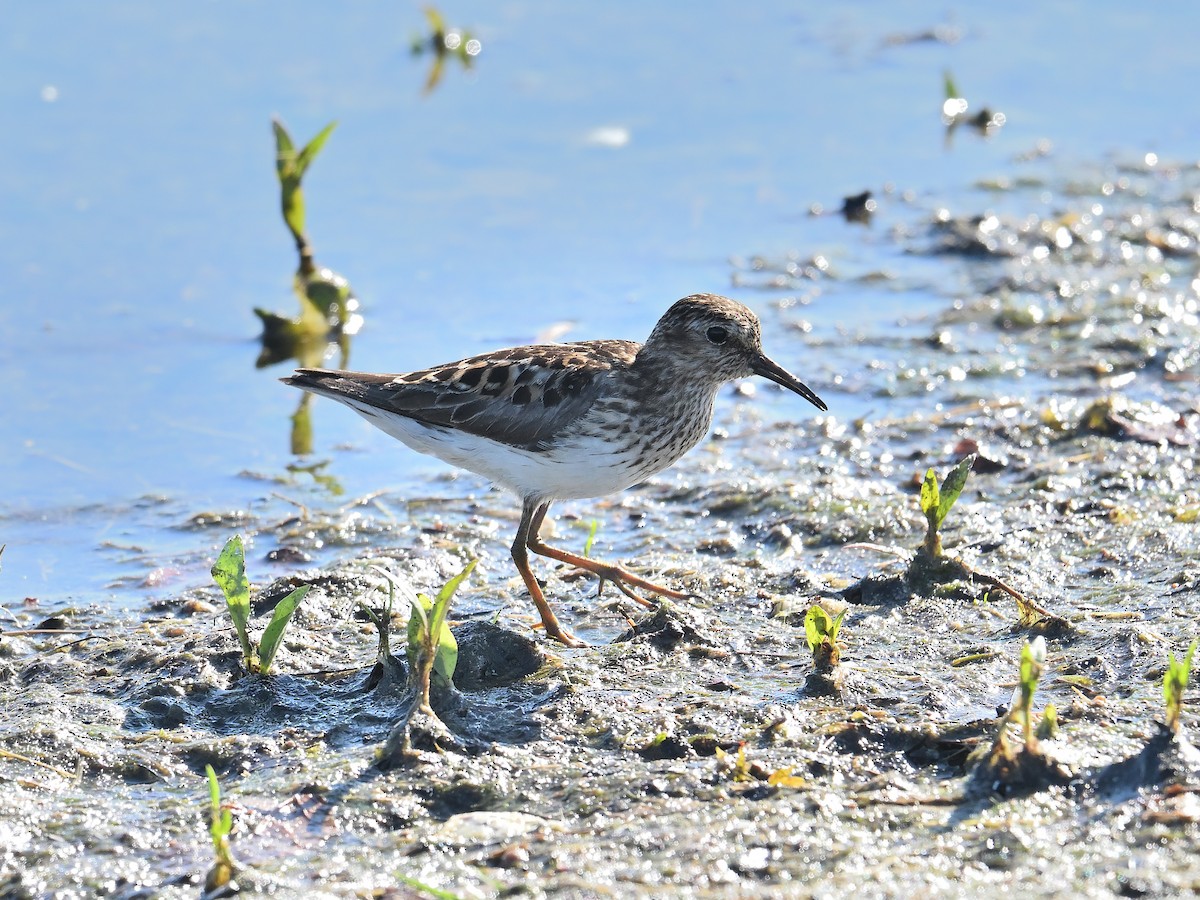 Wiesenstrandläufer - ML620801177