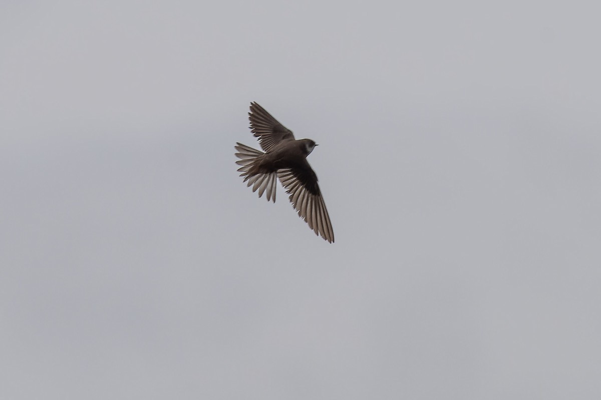 Bank Swallow - Carsten Stiller