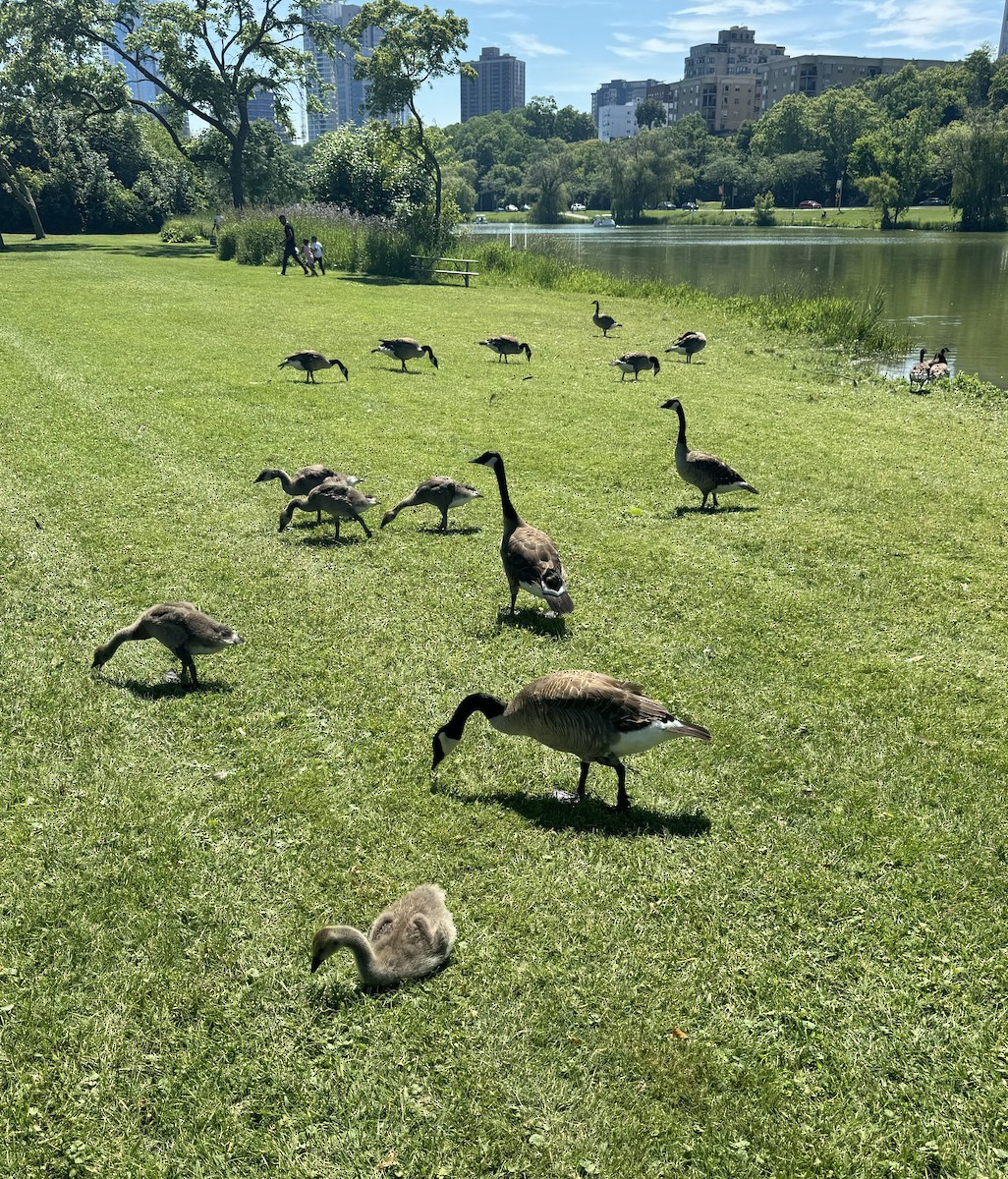 Canada Goose - ML620801179