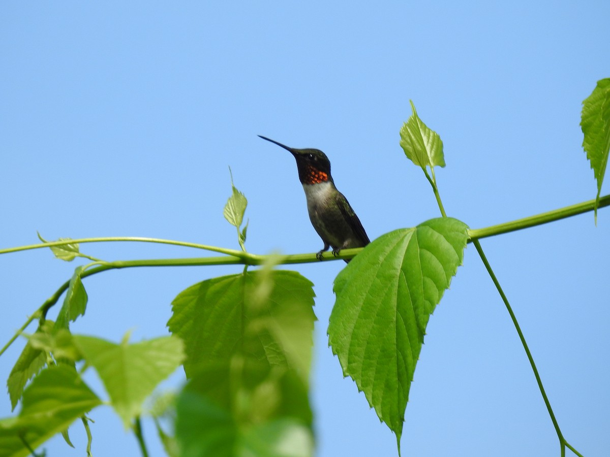 Ruby-throated Hummingbird - ML620801181