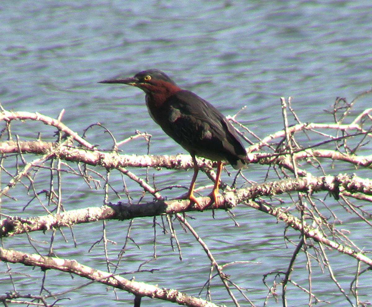 Green Heron - ML620801187