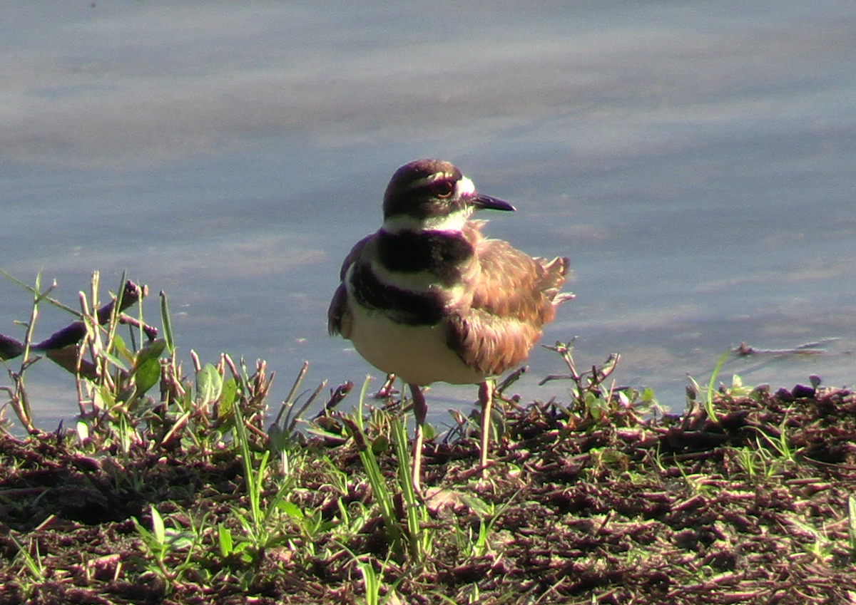 Killdeer - ML620801188