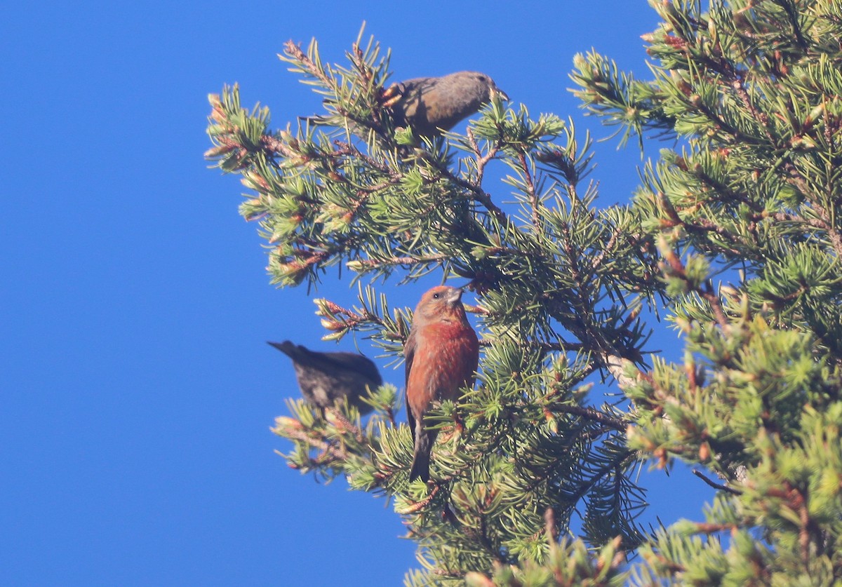 Red Crossbill (Ponderosa Pine or type 2) - ML620801191