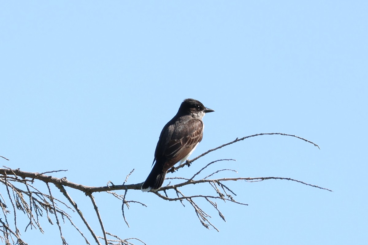 Eastern Kingbird - ML620801192