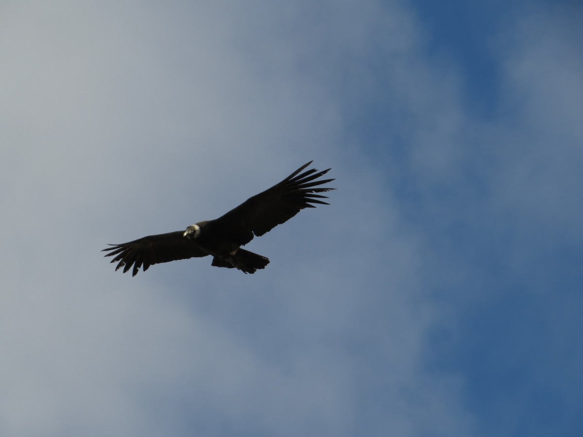 Andean Condor - ML620801198