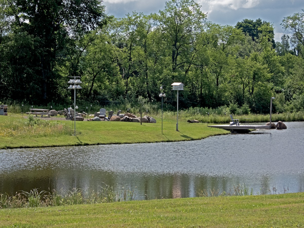 Purple Martin - ML620801200