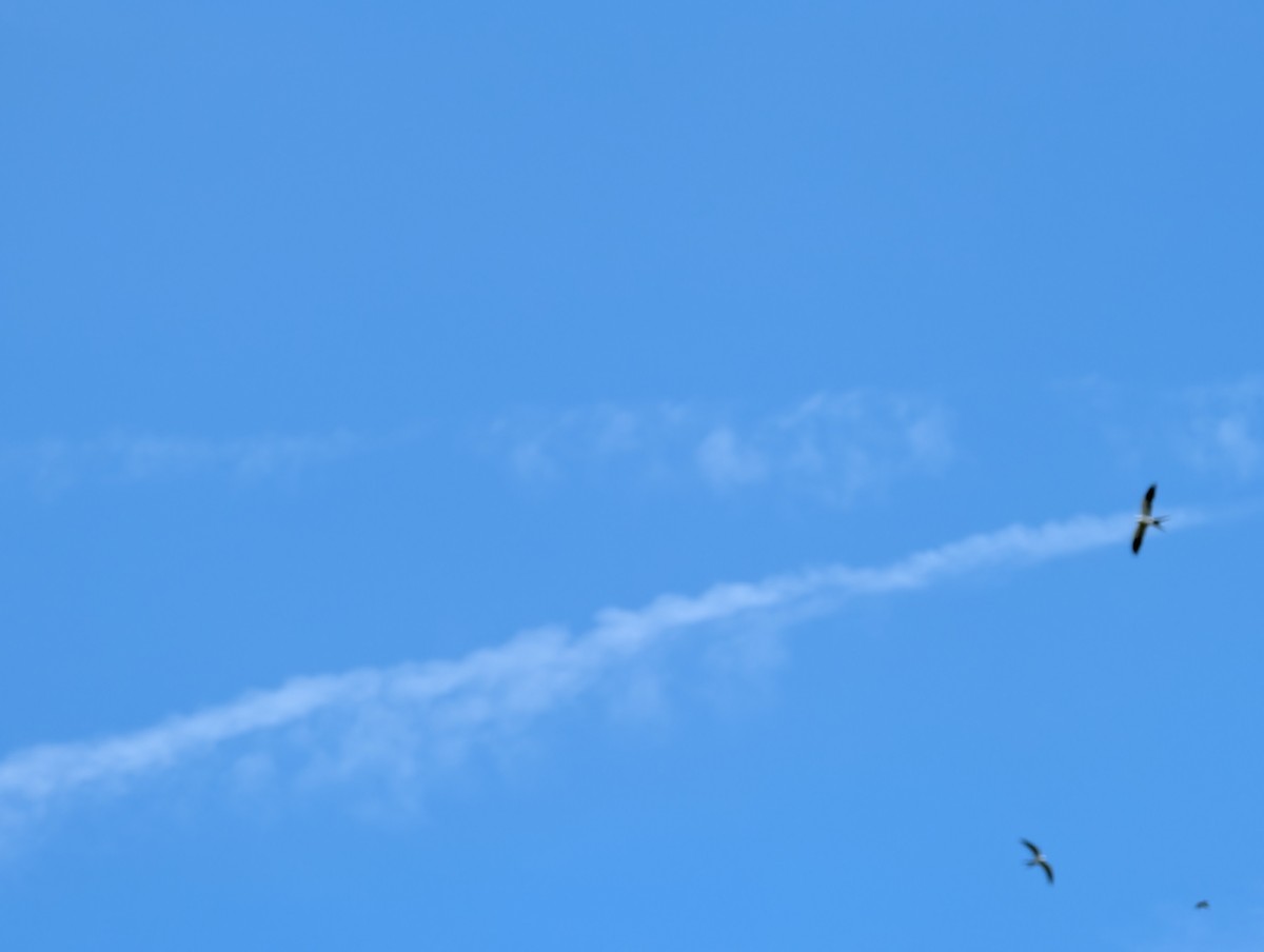 Swallow-tailed Kite - ML620801202