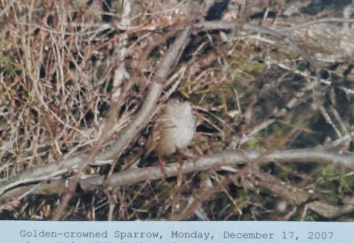 Golden-crowned Sparrow - ML620801208