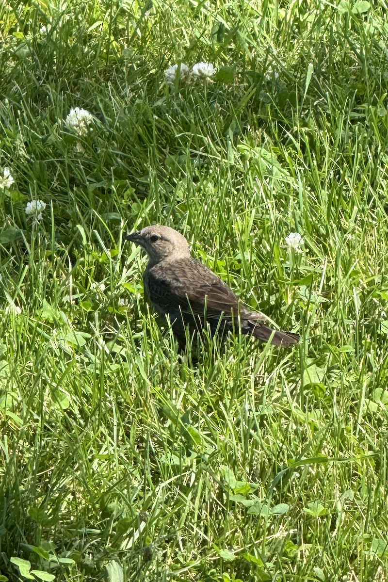 European Starling - ML620801212