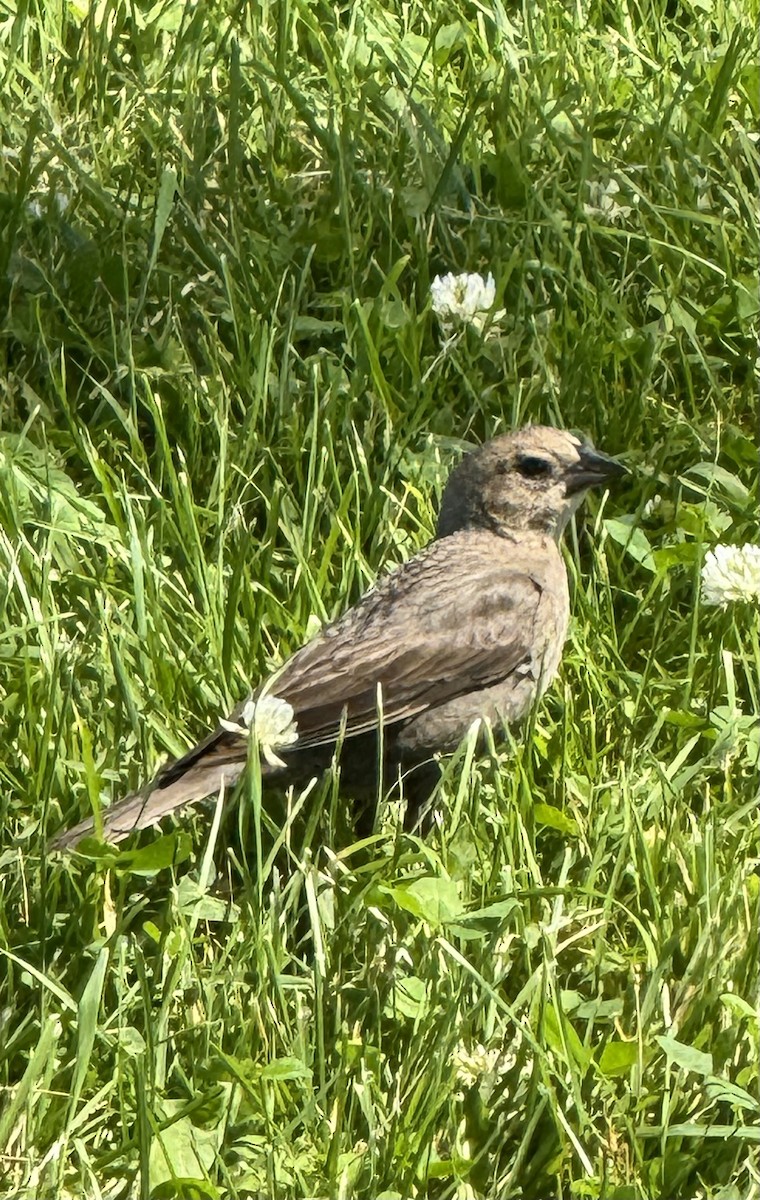 European Starling - ML620801213