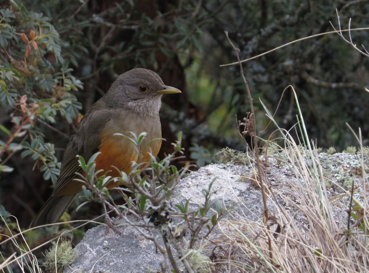 Rufous-bellied Thrush - Rafael González