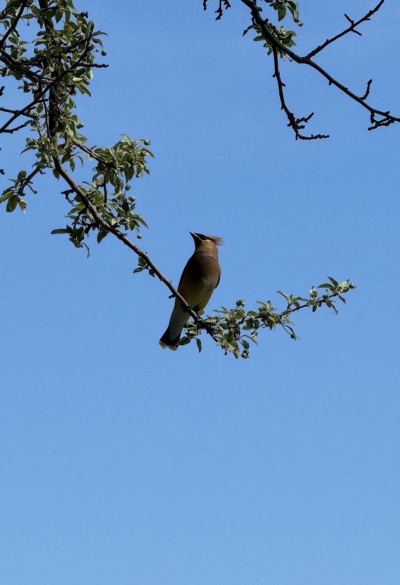 Cedar Waxwing - ML620801218