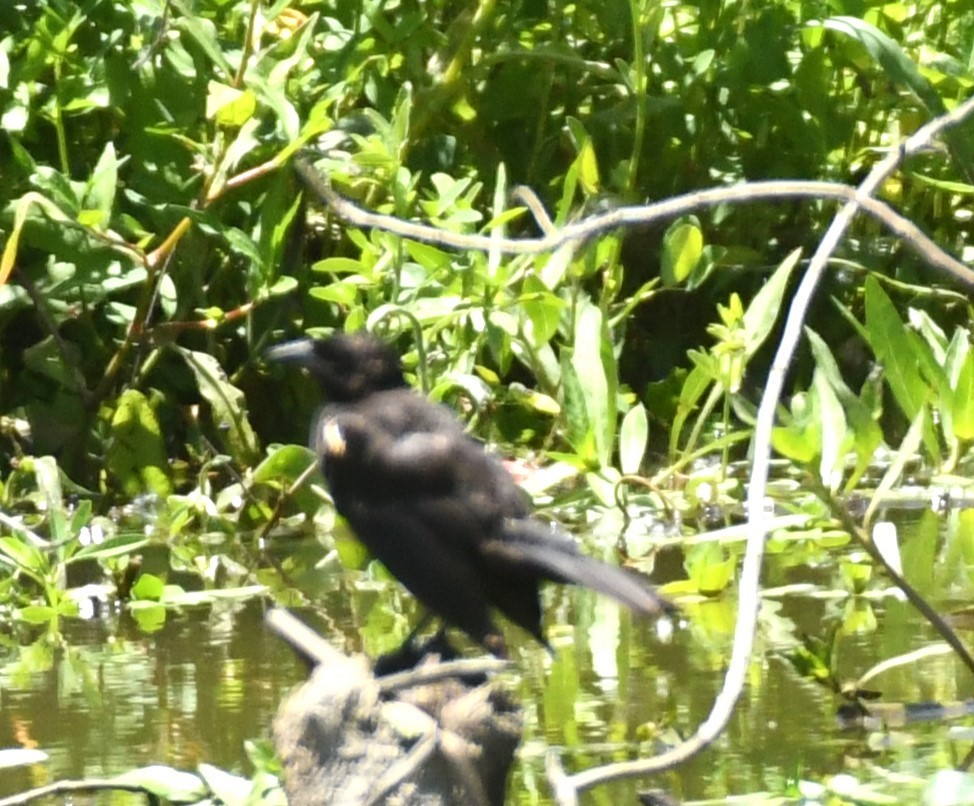 blackbird sp. - ML620801224