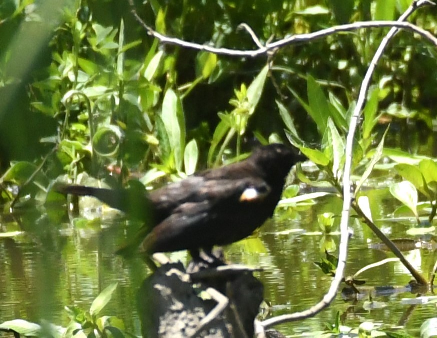 blackbird sp. - ML620801225
