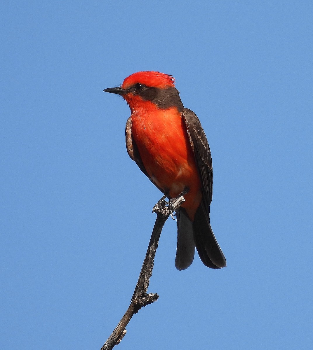 Vermilion Flycatcher - ML620801230