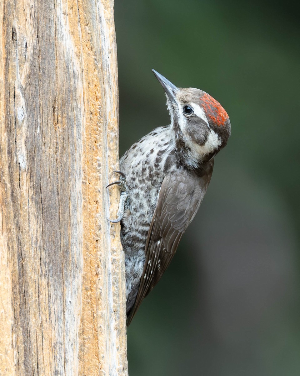 Arizona Woodpecker - ML620801235