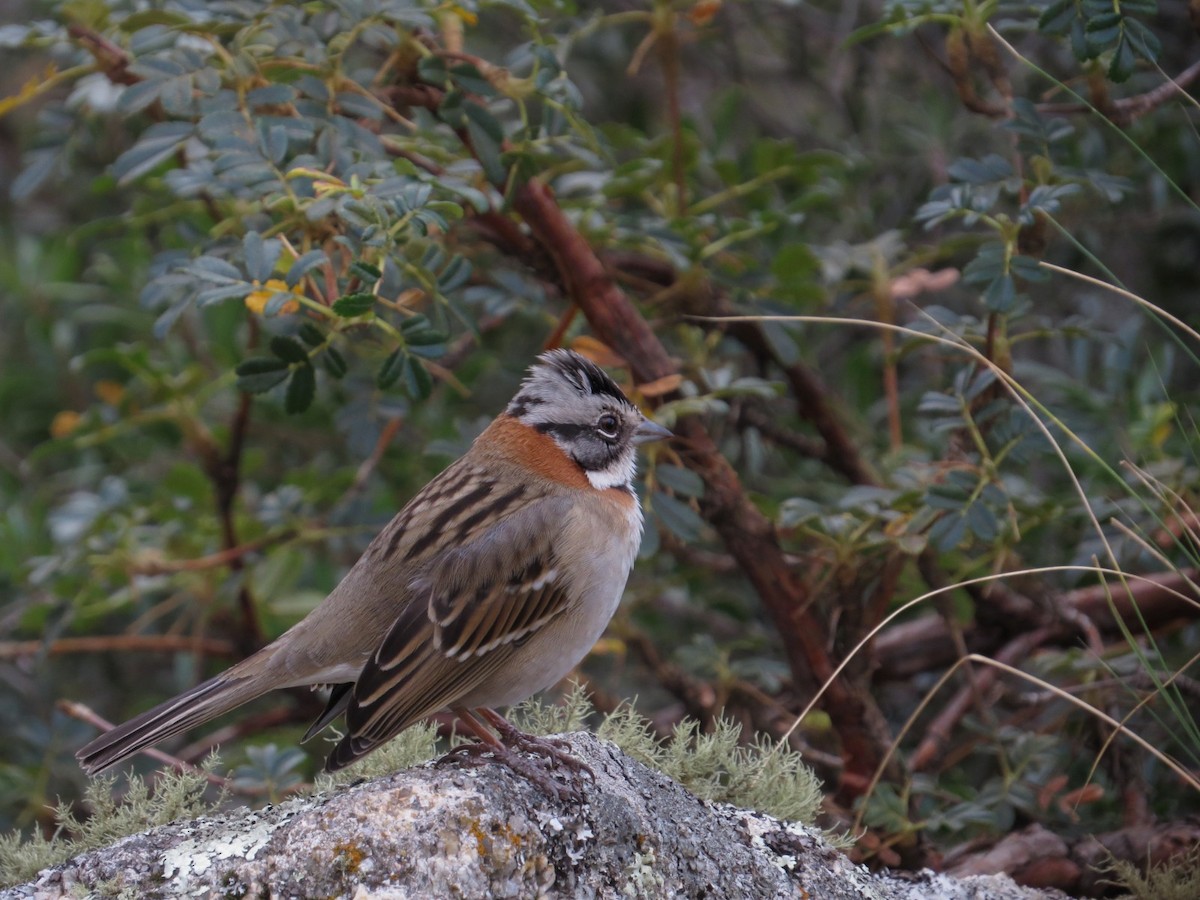 Rufous-collared Sparrow - ML620801245