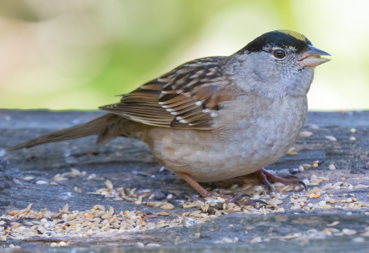 Golden-crowned Sparrow - ML620801246