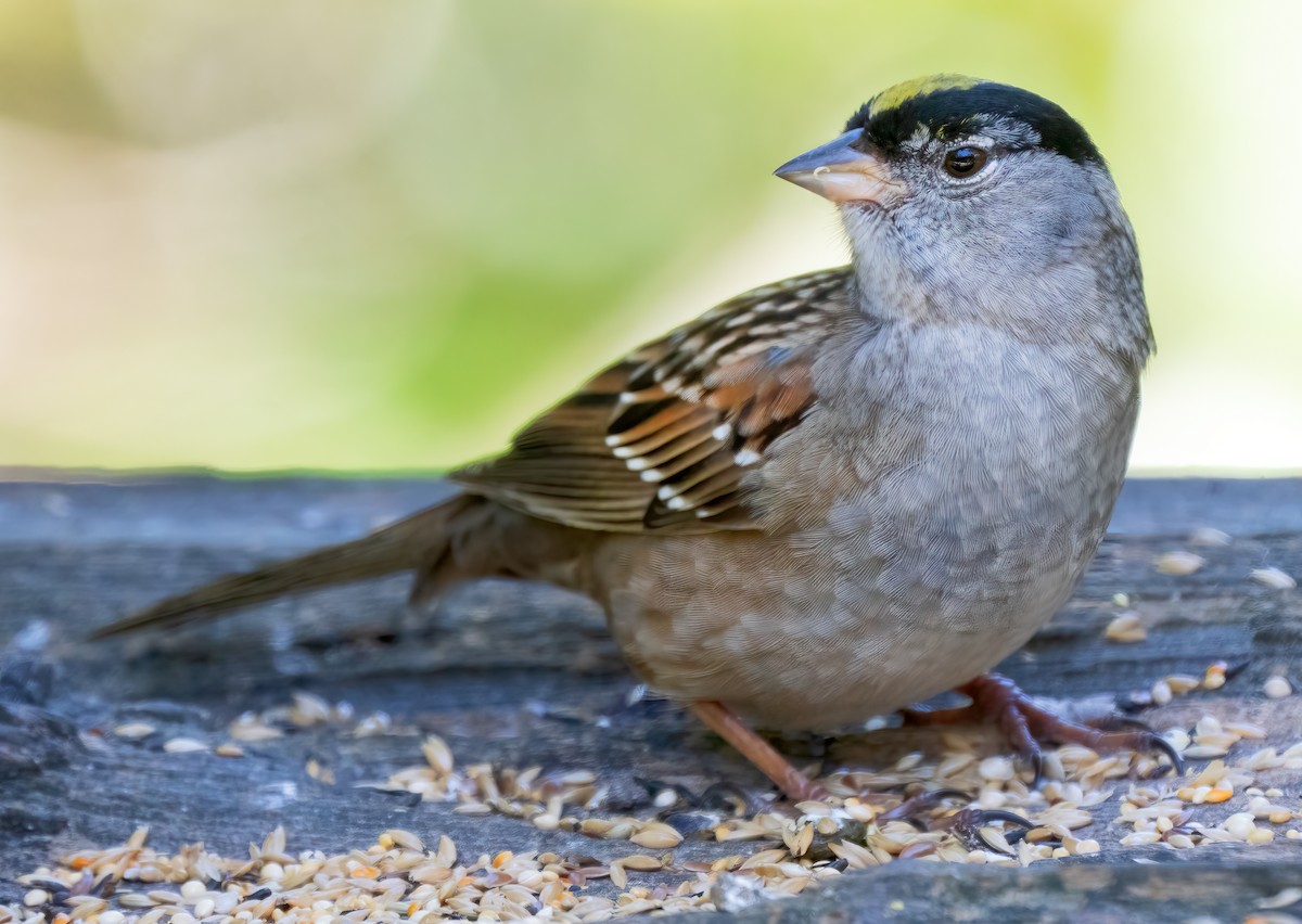 Golden-crowned Sparrow - ML620801247