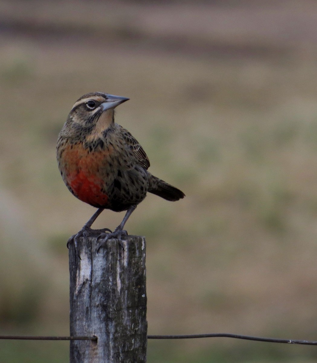 Long-tailed Meadowlark - ML620801250