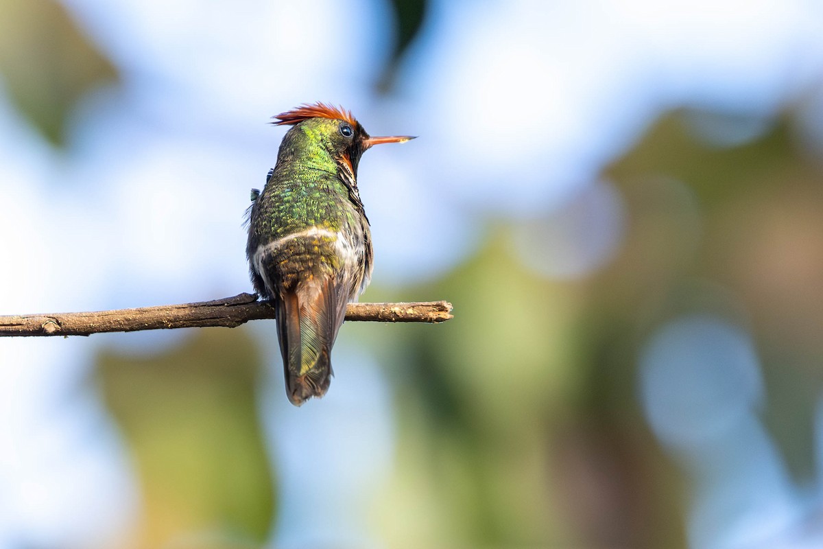 Frilled Coquette - ML620801255