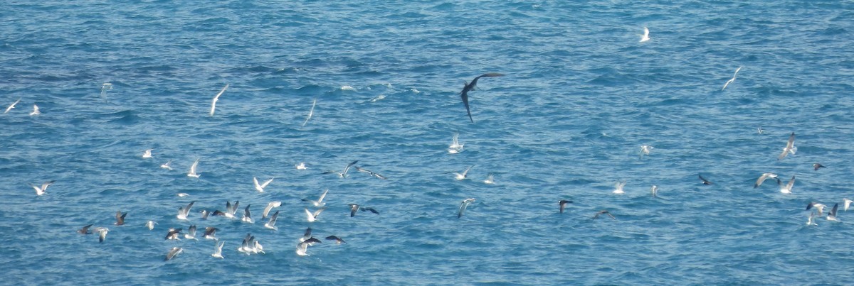 Laughing Gull - ML620801257