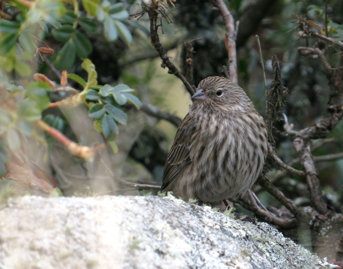 Plumbeous Sierra Finch - ML620801261