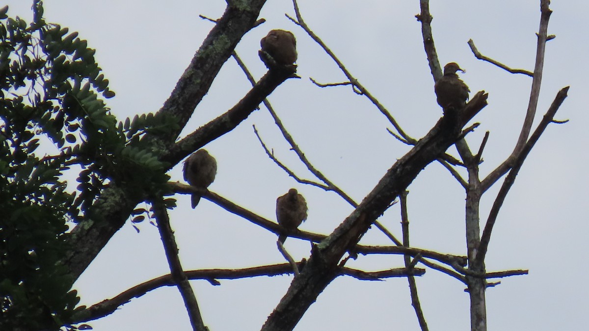 Mourning Dove - ML620801270