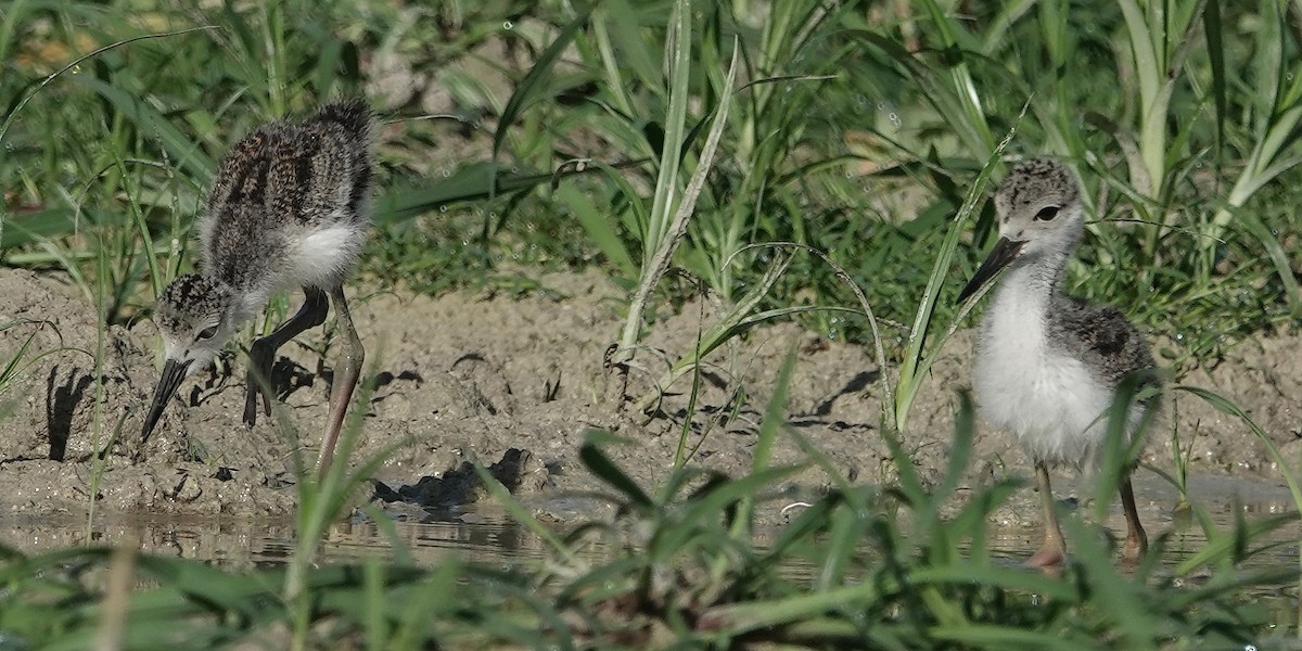 Black-necked Stilt - ML620801272