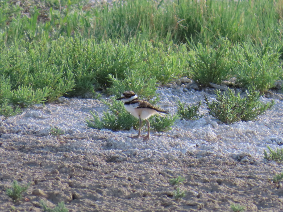 Killdeer - ML620801276