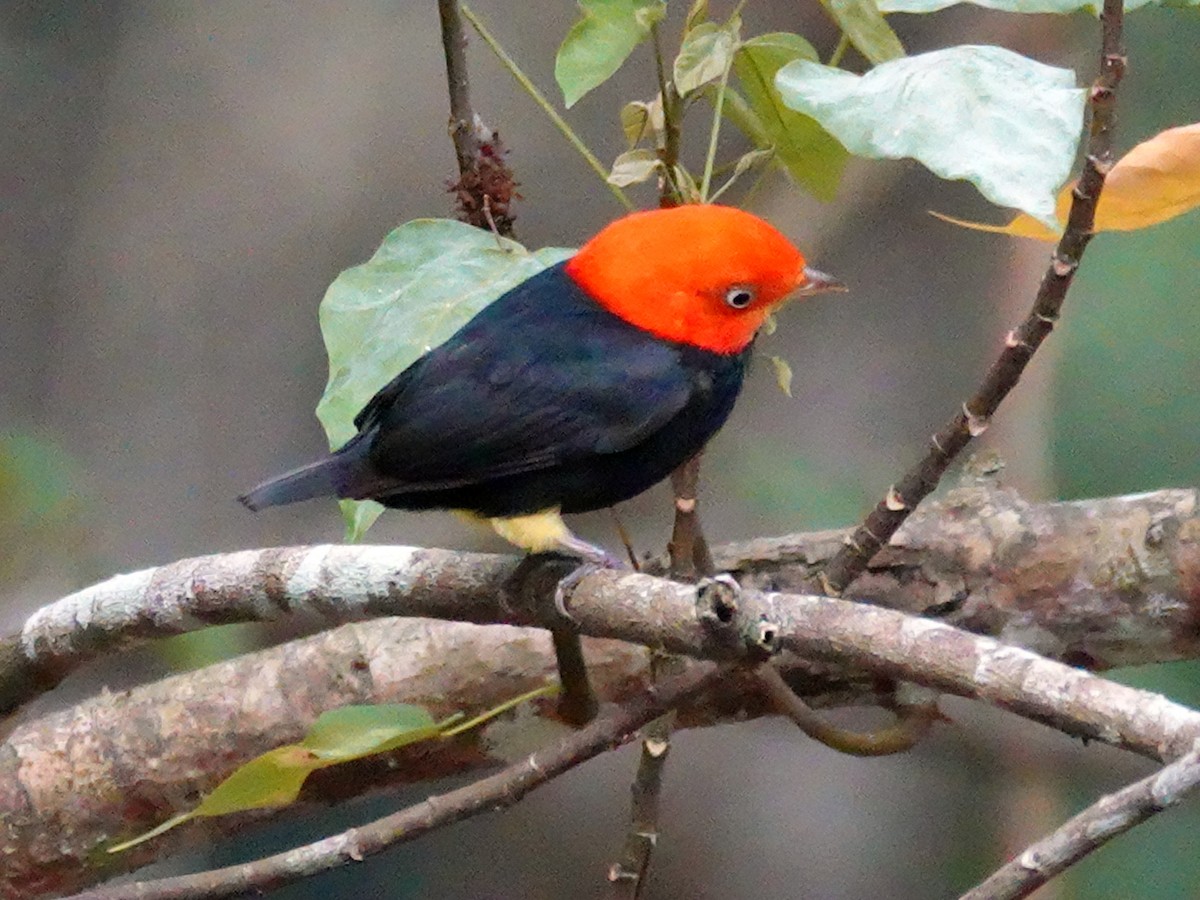 Red-capped Manakin - Paul Bartlett