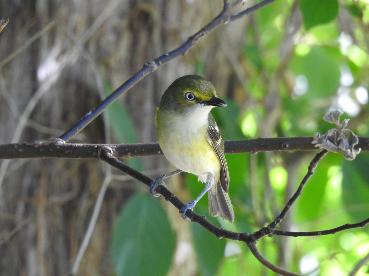 White-eyed Vireo - ML620801319