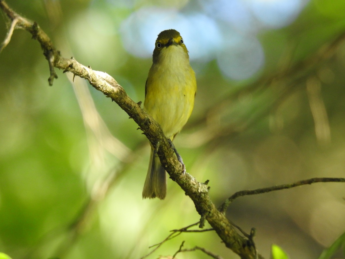 White-eyed Vireo - ML620801324