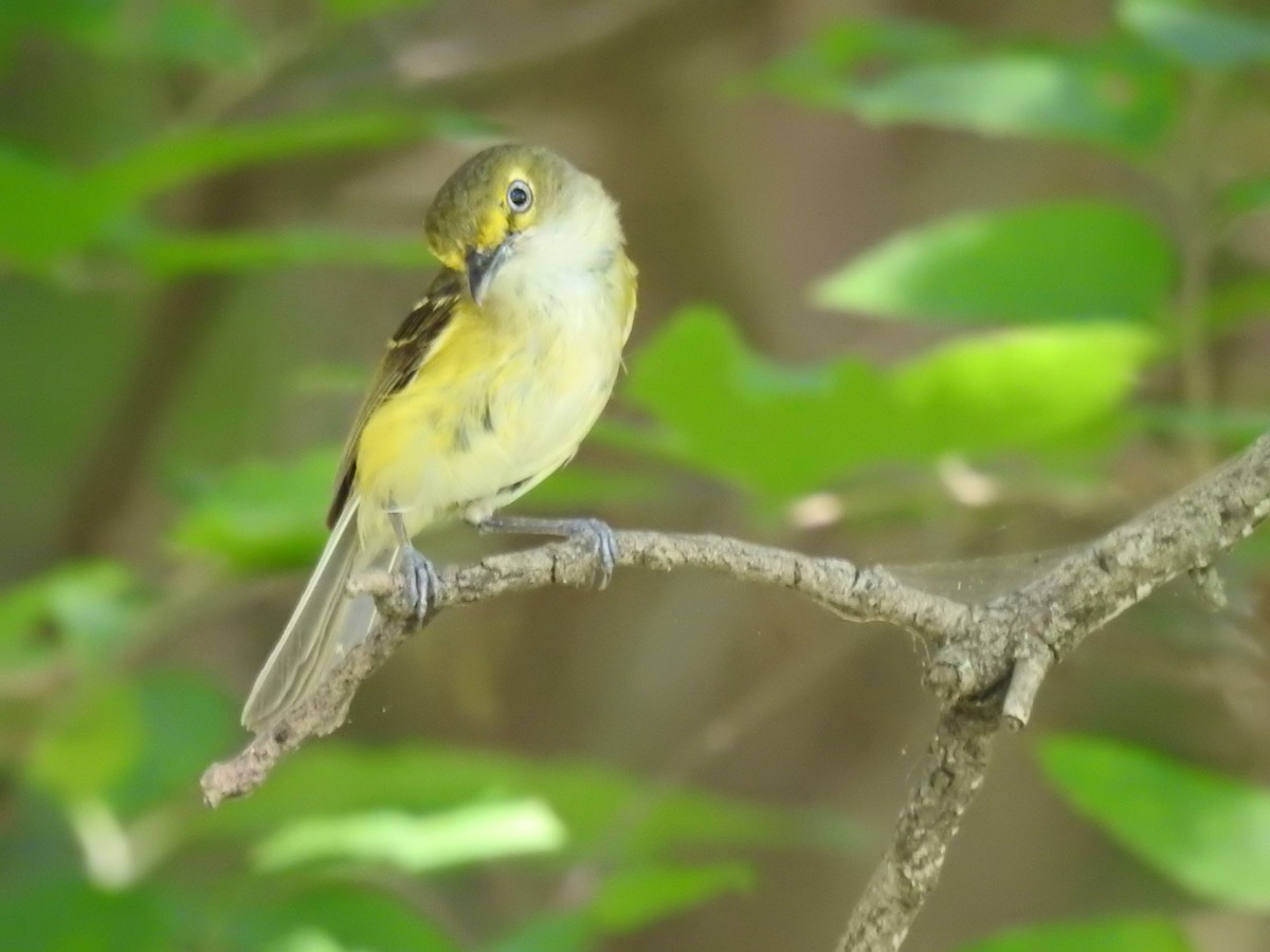 White-eyed Vireo - ML620801326