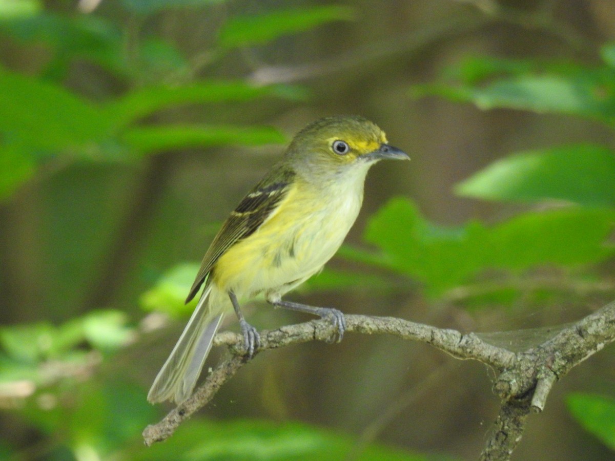 White-eyed Vireo - James Bolte